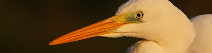 Great Egret, photographed by Ian Davies