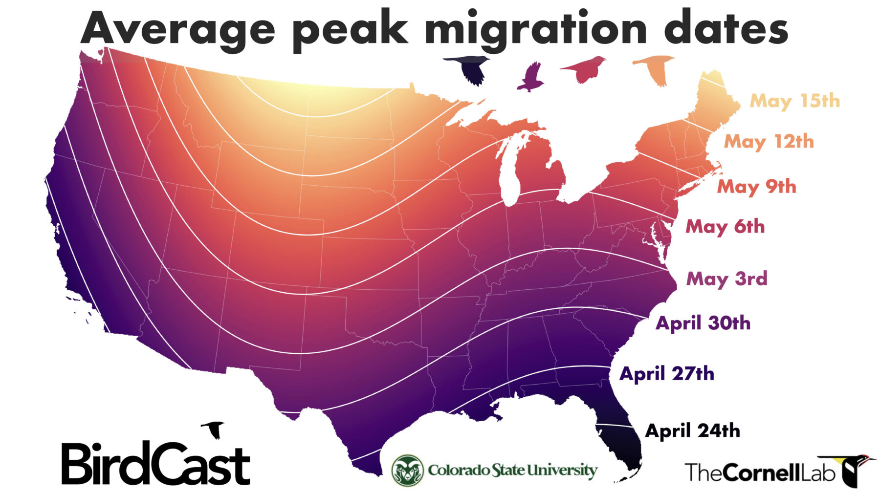 Peak Spring Bird Migration Periods for U.S. Cities - BirdCast