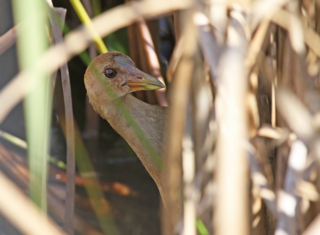 Vagrant hunters on an island vagrant trap off Massachusetts checked a small marsh specifically for Purple Gallinule in October 2011 and surprised themselves by finding this one! Photo by Ryan Schein