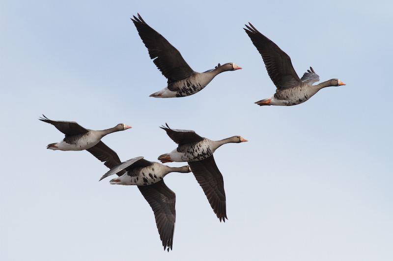 Greater White-fronted Geese, Ian Davies
