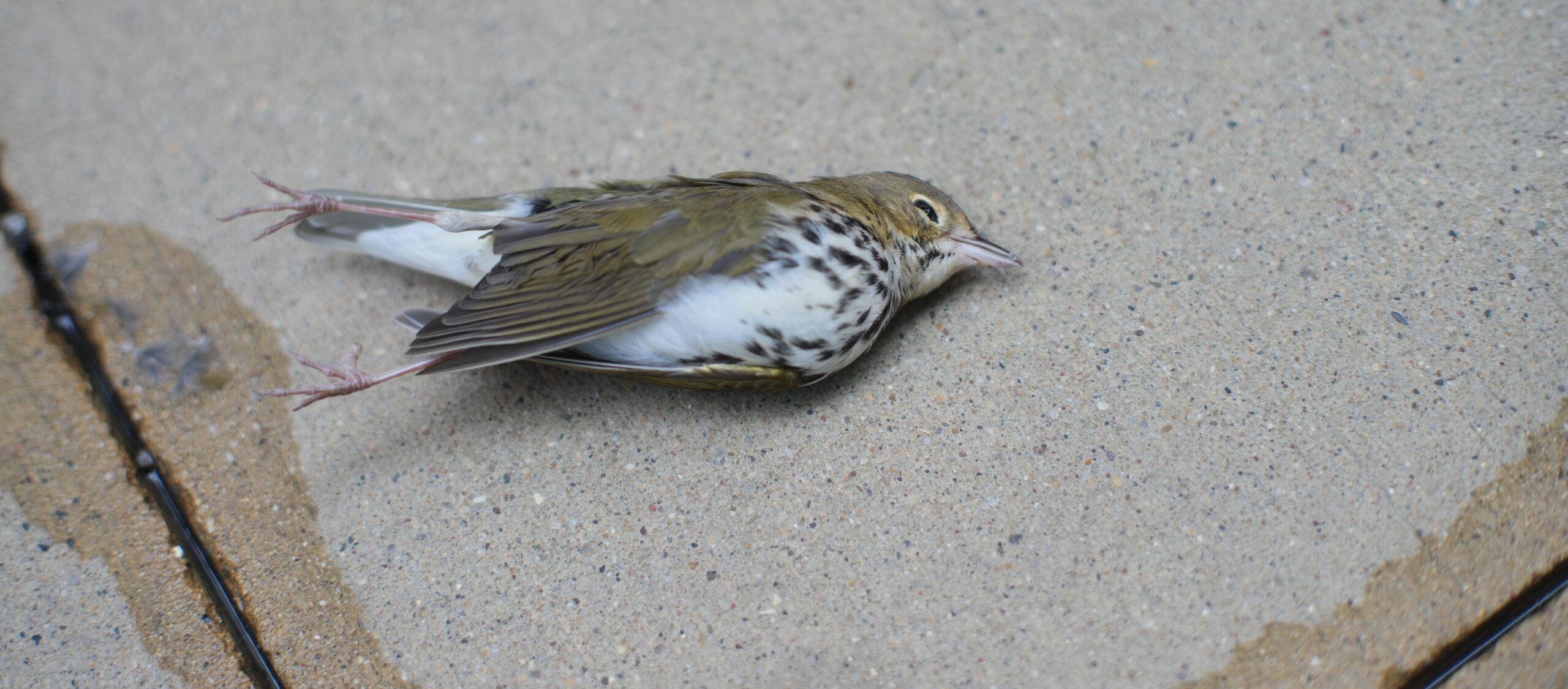 An Ovenbird collision victim found on Chicago streets on 5 October 2023. Photo courtesy of Jorge Garcia.