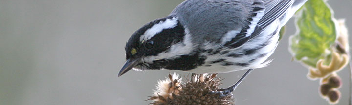 Black-throated Gray Warbler © Ian Davies