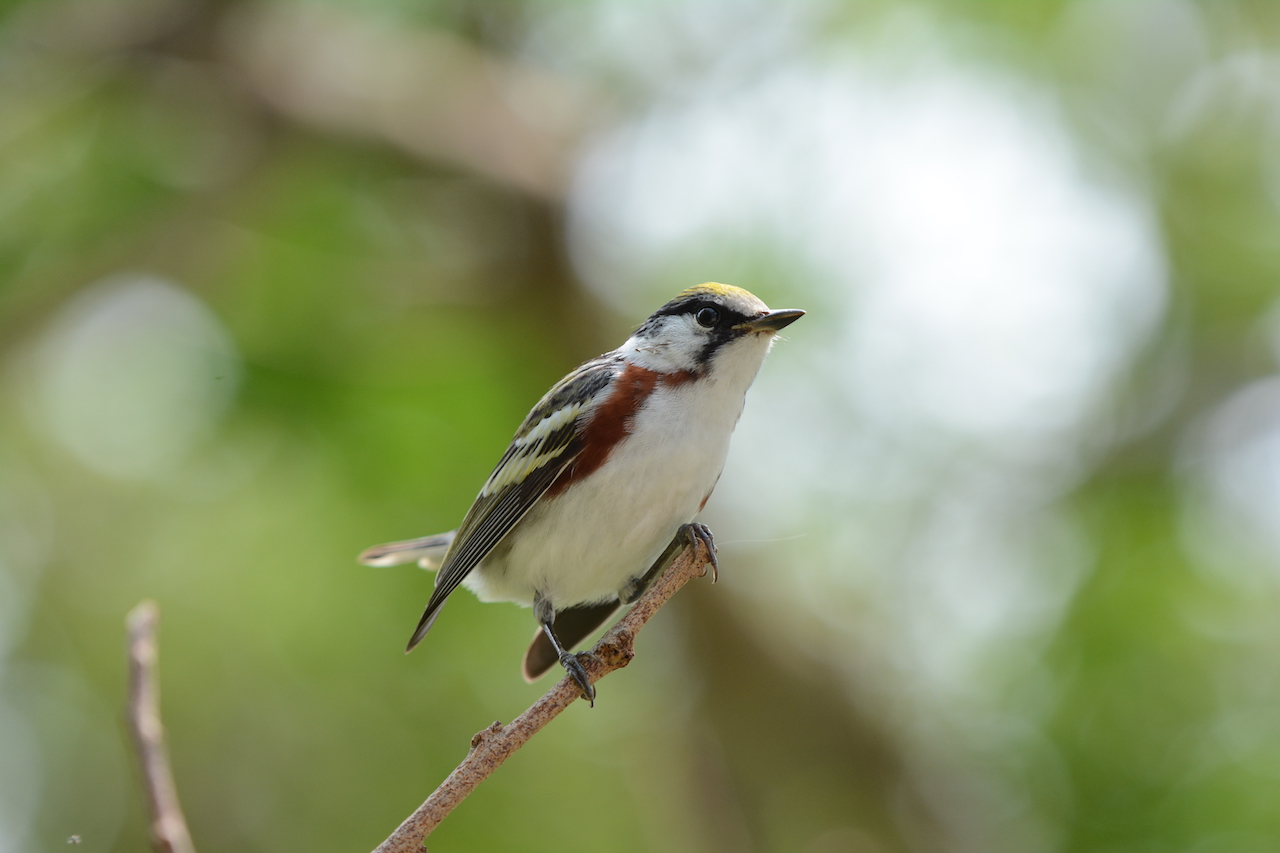 Chestnut sided Warbler by Kyle Horton