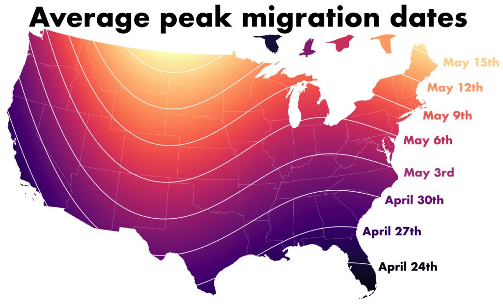 The picture is worth three billion birds peak migration timing for the