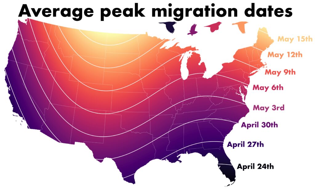 download lights out bird migration