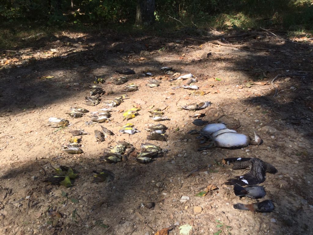 A diversity of birds were killed at the Sewanee Memorial War Cross on 26-27 September 2016. These included Pied-billed Grebe, Common Nighthawk, Yellow-billed Cuckoo, Wood Thrush, Gray Catbird, American Redstart, Ovenbird, and Northern Waterthrush, among others. Photo credit: Sandy Gilliam.