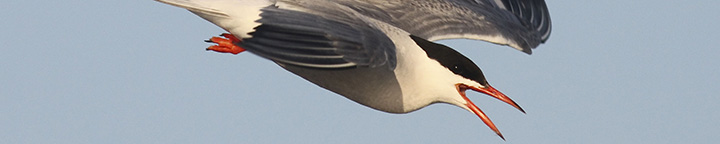 Common Tern, photographed by Benjamin Van Doren