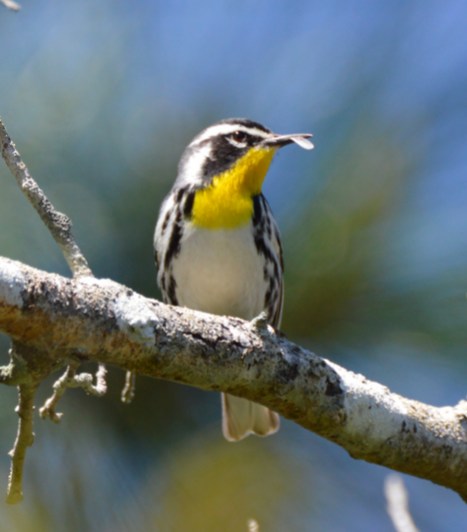 Yellow-throated Warbler. Perry Doggrell/Macaulay Library. 13 Mar 2016 eBird S28152130, ML 25679341