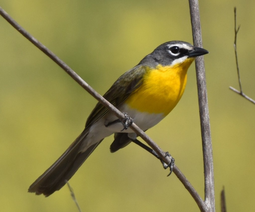 Yellow-breasted Chat. Don Hoechlin/Macaulay Library. 10 Apr 2016. eBird S28867034