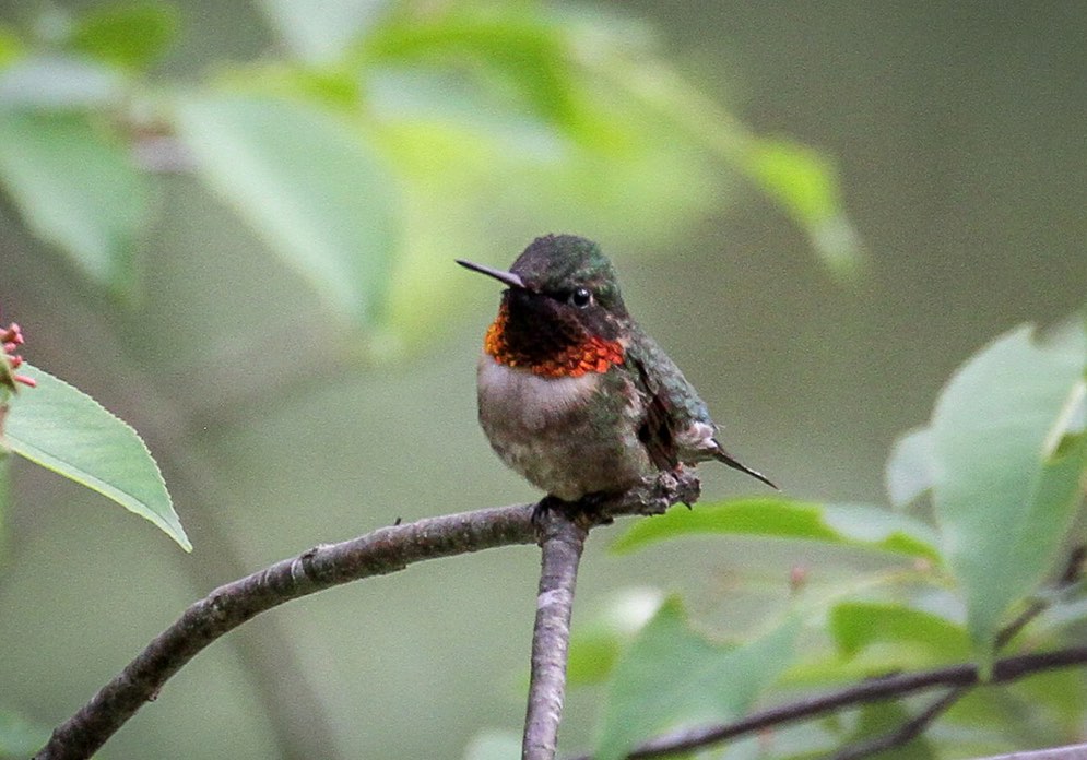 Ruby-throated Hummingbird. Denise Hargrove/Macaulay Library. 19 Apr 2016. eBird S29084478