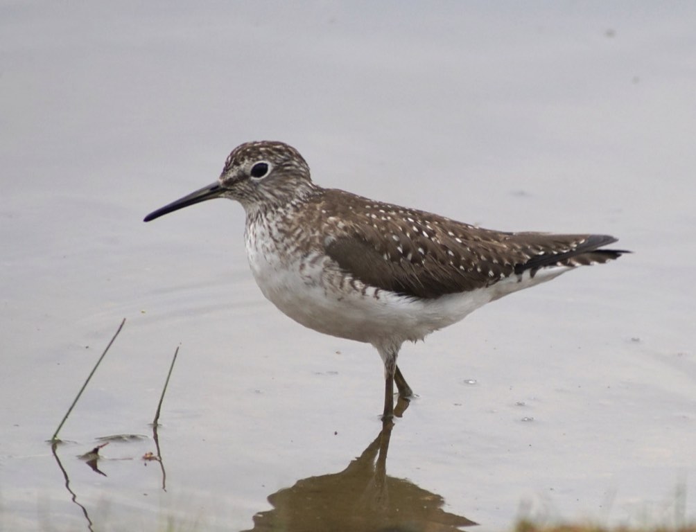 Solitary Sandpiper. Dale Trexel/Macaulay Library. 20 Apr 2016. eBird S29096022.