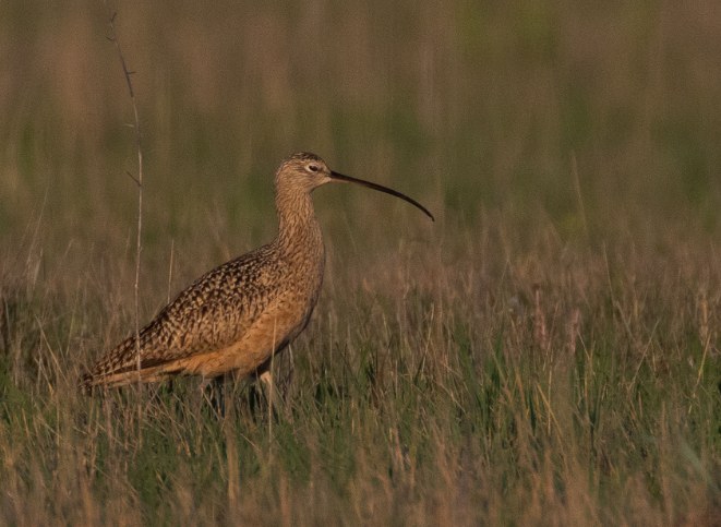 Long-billed Curlew. Alex Hughes/Macaulay Library. 14 May 2016. eBird S29664351