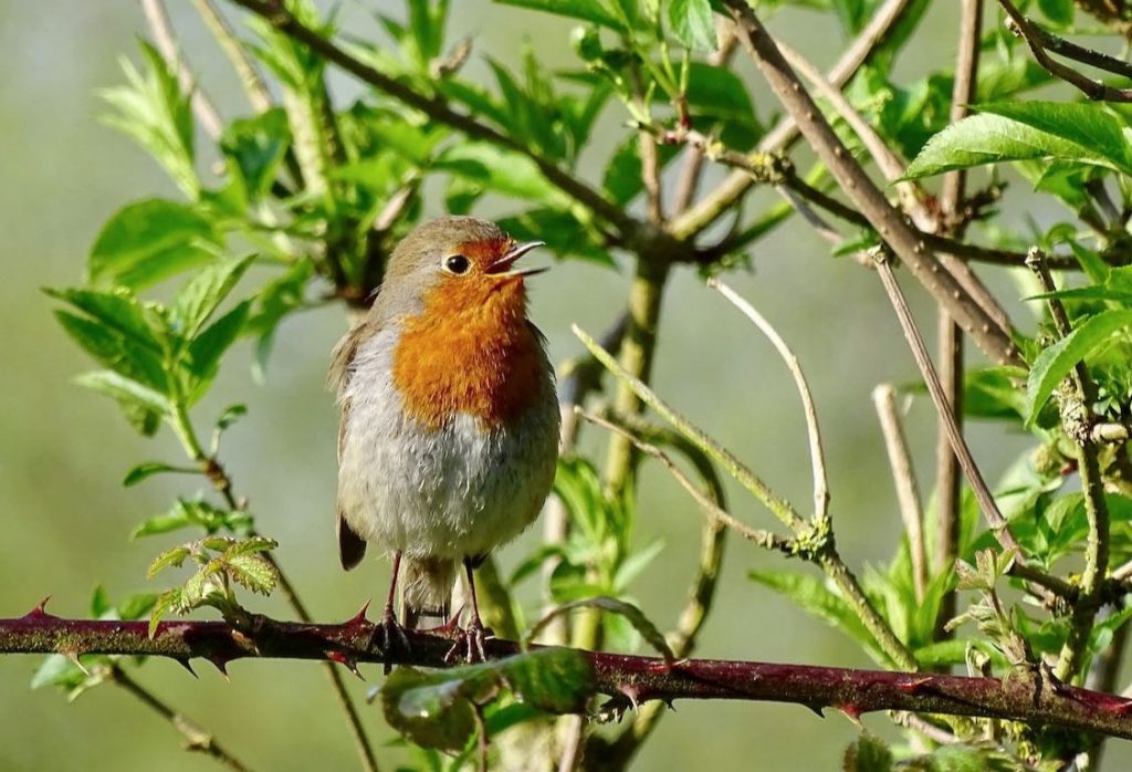 European Robin - eBird