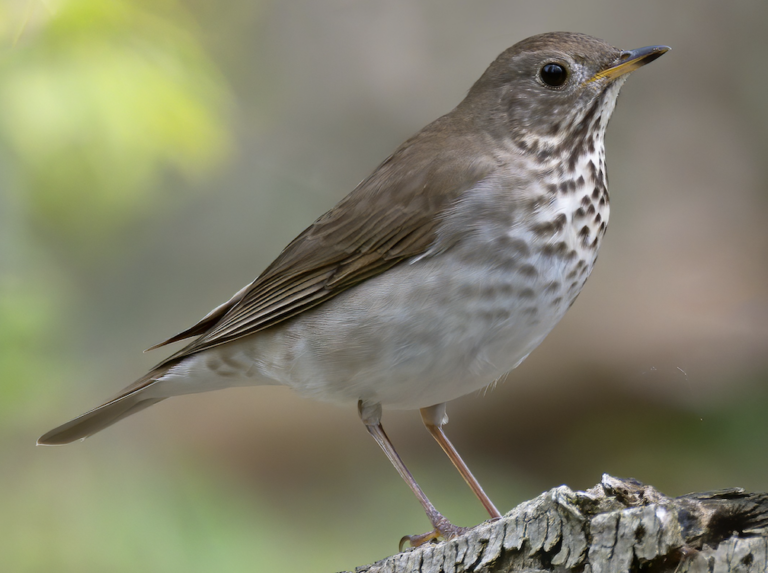 BirdCast - Bird migration forecasts in real-time