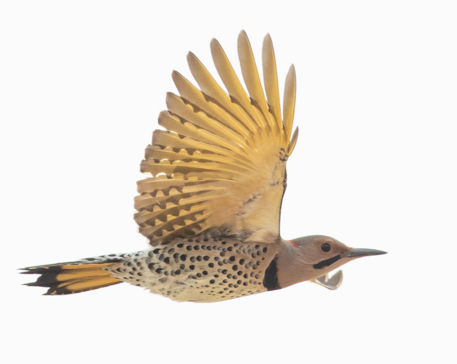 BirdCast - Bird migration forecasts in real-time