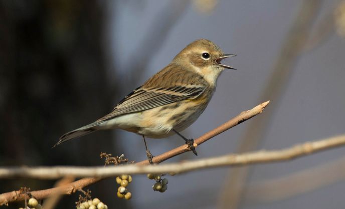 Yellow-rumped Warbler (Myrtle), Chris Wood