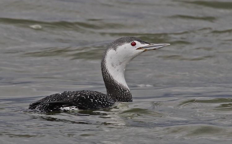 Red-throated Loon, Ryan Schain