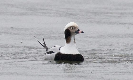 Long-tailed Duck, Chris Wood