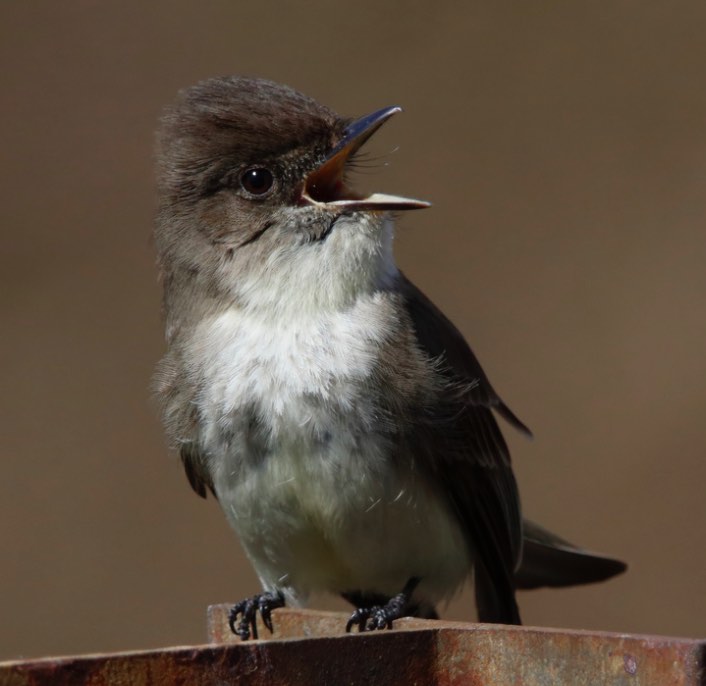 Eastern Phoebe. Dave Kerr/Macaulay Library. 11 March 2016. eBird S28096826, ML 25574371