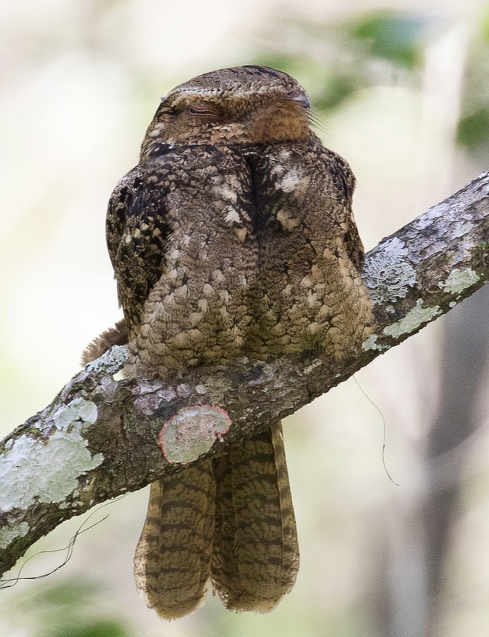 Chuck-will's-widow. Jim and Melba Funk/Macaulay Library. 12 February 2016. eBird S27693549, ML 24661591