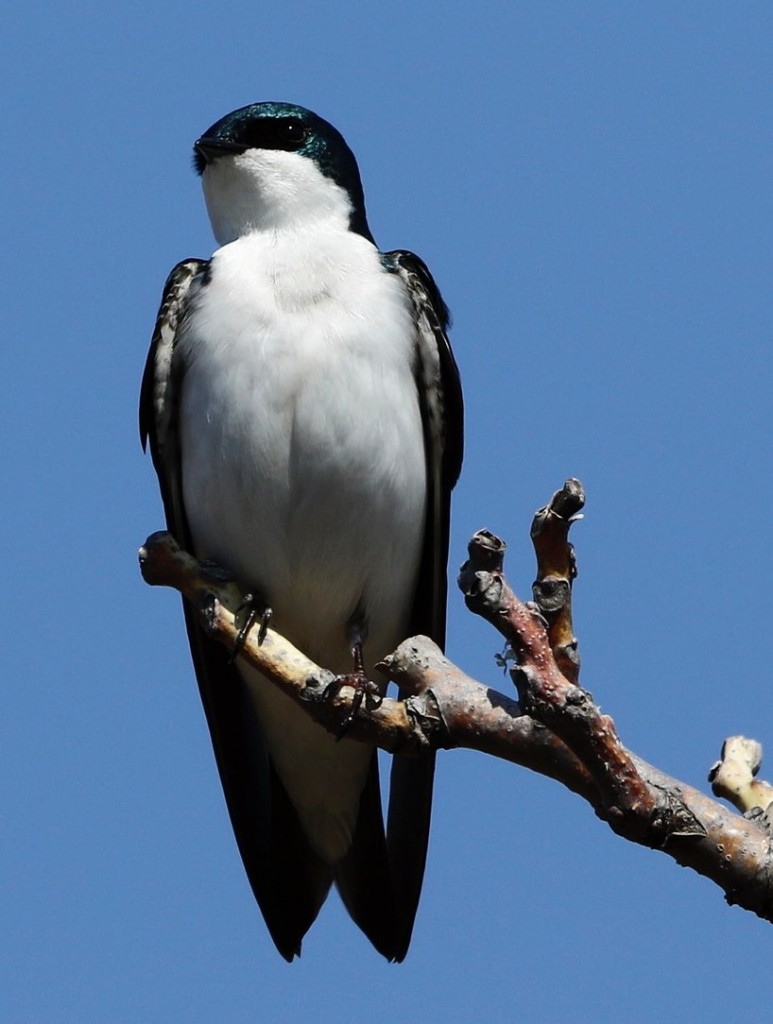 Tree Swallow. Dennis Cheeseman. 9 March 2016. eBird S28064075, ML 25504821.