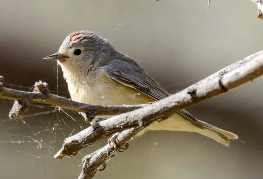 Lucy's Warbler. Barry McKee/Macaulay Library. 8 March 2016. eBird S28057349, ML 25487771