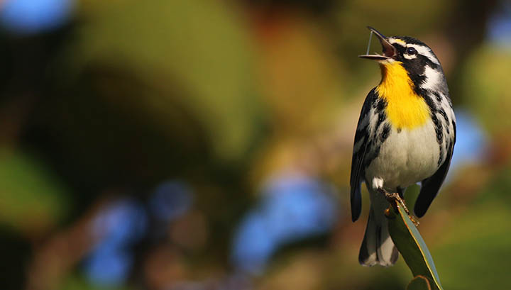 Yellow-throated Warbler © Ian Davies