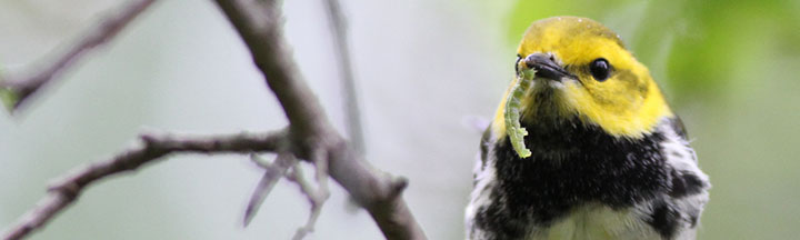 Black-throated Green Warbler © Ian Davies