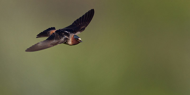 Cliff Swallow © Ian Davies