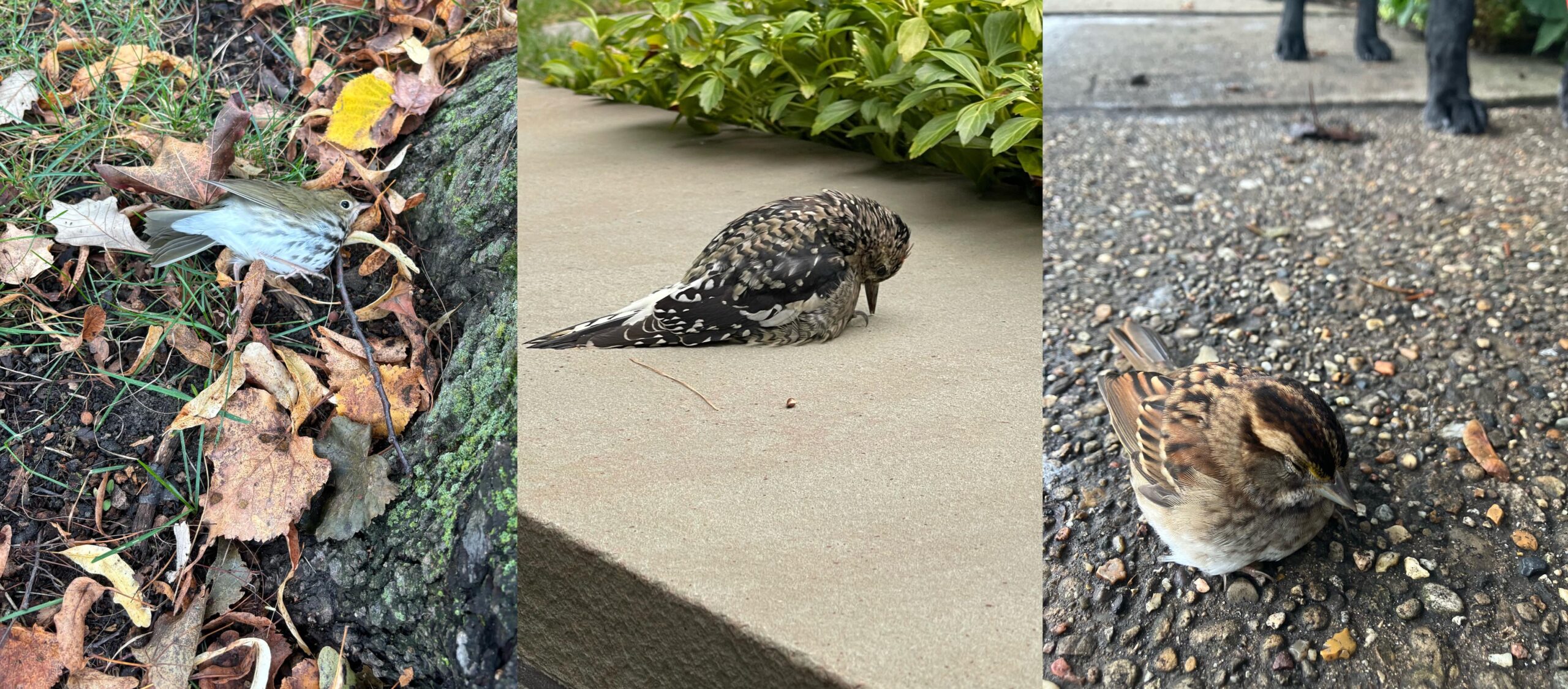 Injured and dead birds found by homeowners in Evanston, Illinois on 5 October 2023.