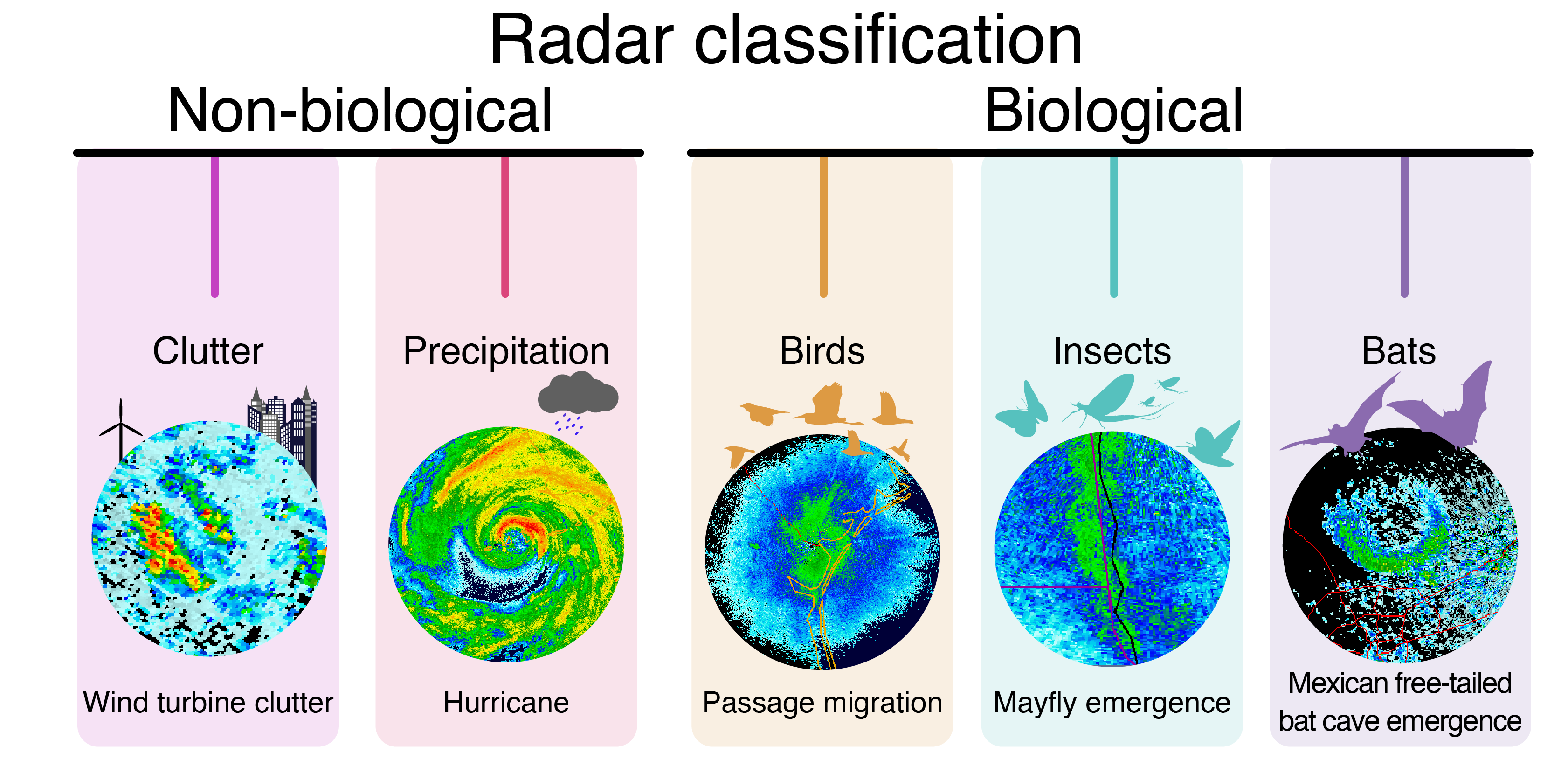 Using Radar to Find Birds