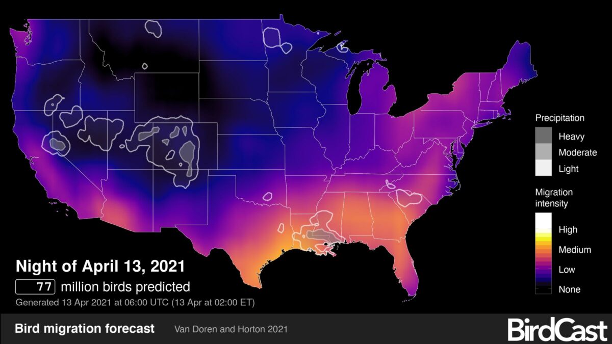 New feature bird numbers for forecasts - Forecast With Number 1200x675 