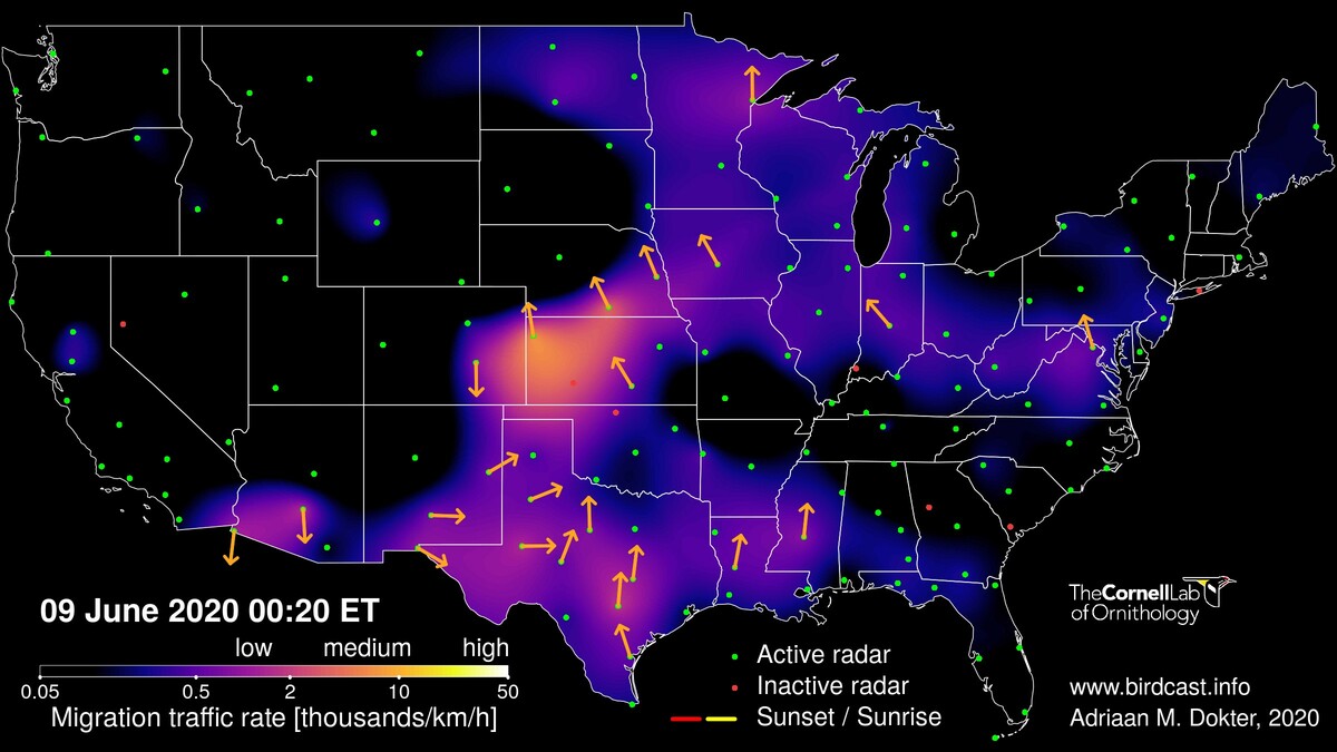 Final Spring 2020 forecast and live migration maps tonight (and some ...