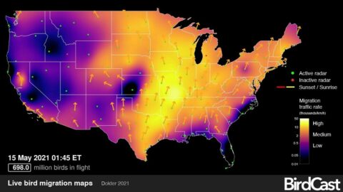 A primer for using weather surveillance radar to study bird migration ...