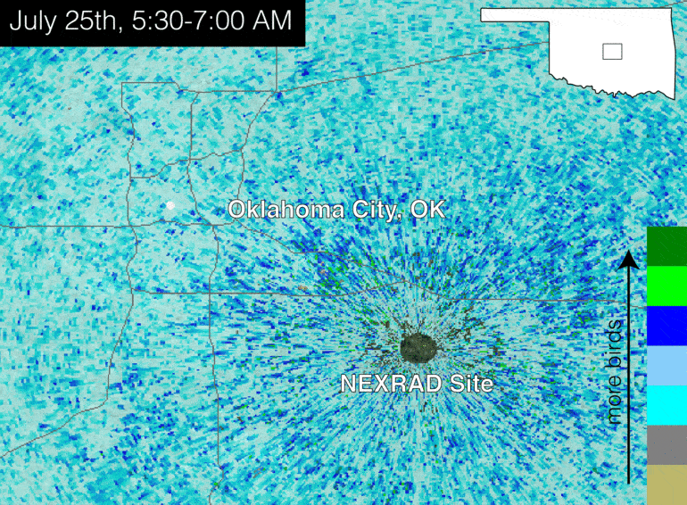 Radar imagery of 50,000 Purple Martins in Oklahoma City taking to the skies.