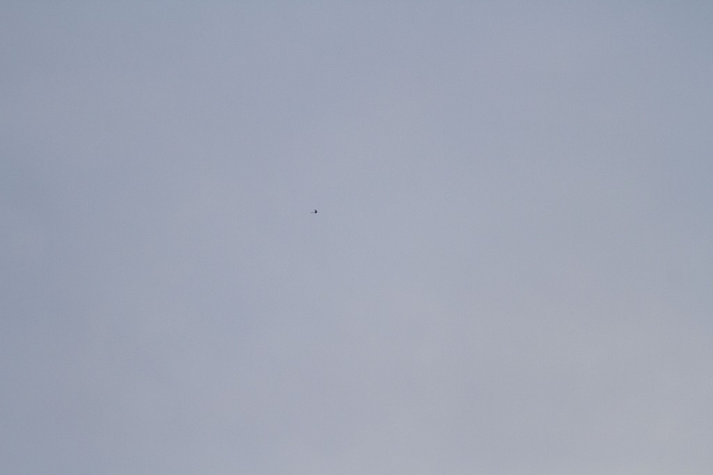 Can you see the extremely high Scissor-tailed Flycatcher? This photo was taken with a 400 mm telephoto lens; the bird was way up there!